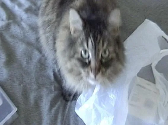 Twixtor 5 for Fusion