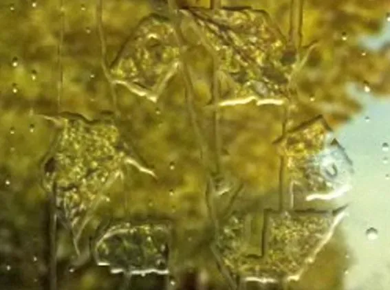 Shade/Shape - Rendering Realistic Water Droplets