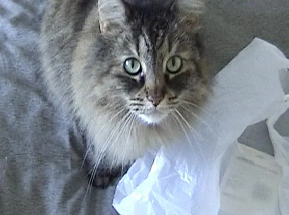 RSMB 3.0 Tutorial for Shake