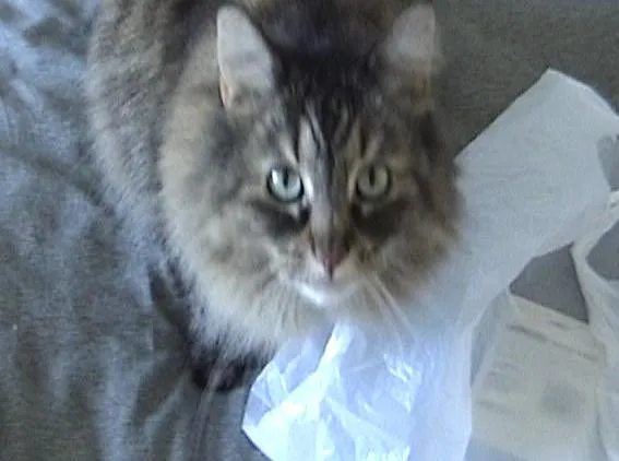 RE:Flex v4 and v5 Sample Projects